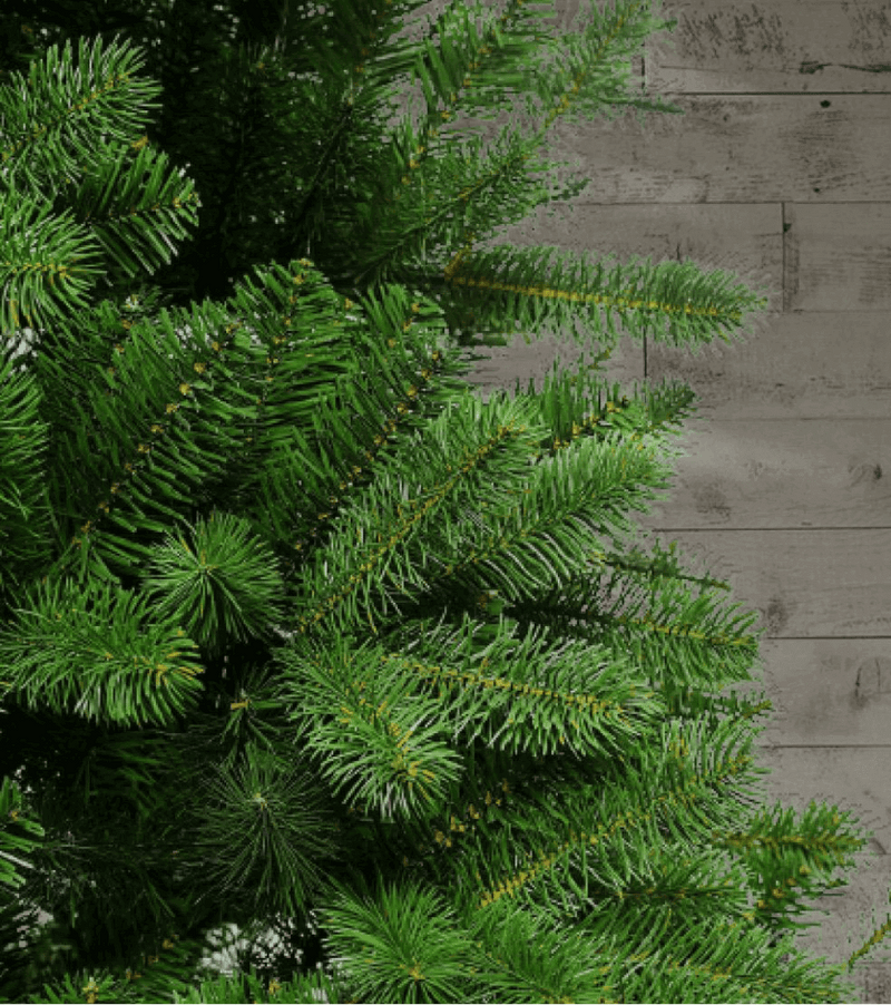 Árvore de Natal Artificial King Douglas Fir Slim com 650 Luzes LED Branco Quente e Multicoloridas